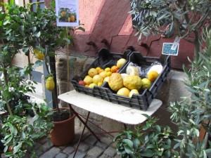 Sitruspuita talvipuutarhaan