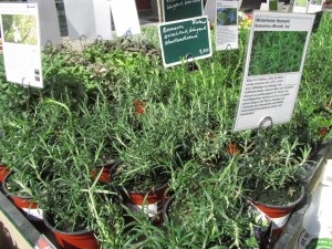 Talvenkestäviä rosmariineja