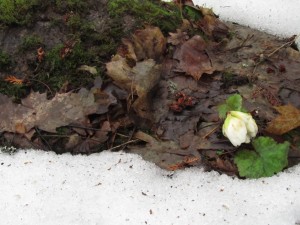 Jouluruusun nuppu pälvessä