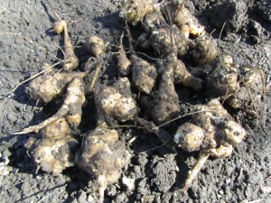 Kevään maa-artisokkasatoa