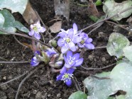 Keskikevään kukka: sinivuokko