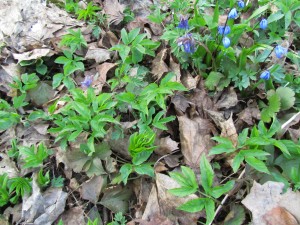 Vuohenputken ensimmäiset lehdet
