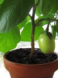 Munakoison ensimmäinen hedelmä