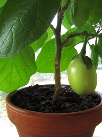 Munakoison ensimmäinen hedelmä