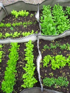 Salaatit kasvusäkissä