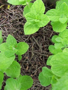 Koivunrisukatetta mintun juurella