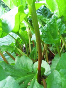 Raparperinvarsia