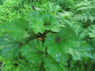 Raparperi yrttimaalla