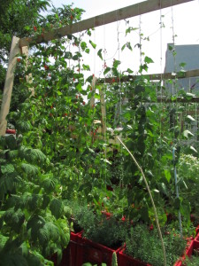 Prinzessinengartenin papuja