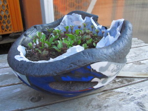 Luova istutusastia Gartendeckissä Hamburg-St. Paulissa