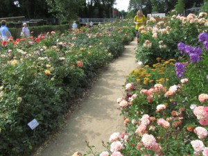 Ruusupolku IGS Hampuri-Wilhelmsburgissa