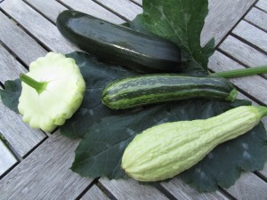 Kesäkurpitsalajikkeita