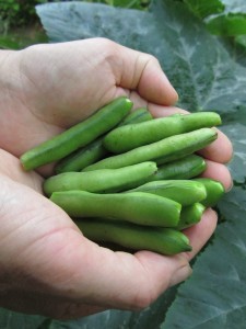 Härkäpavun ’Crimson Flowered’ palkoja