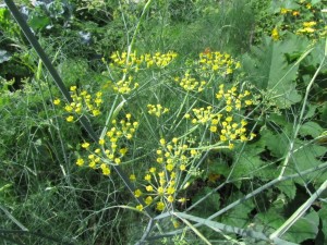 Maustefenkoli kukkii