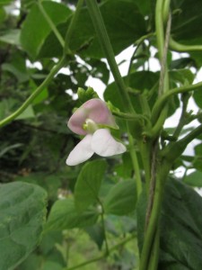 Salkopapu ’Brienzer’ kukkii