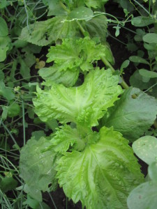 Perilla eli veripeippi