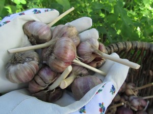 Valkosipuleita
