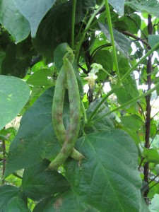 Salkopapu ’Brienzer’