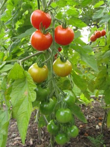Avomaatomaatti ’Gardener’s Delight’