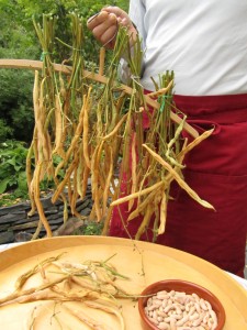 Pensaspavun kuivatusta henkarissa