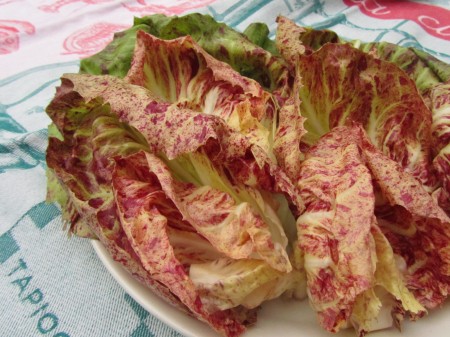 Radicchio-salaattilajike ’Variegata Precoce di Luisa’