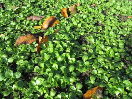 Vuonankaali kukoistaa