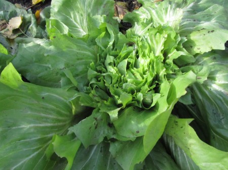 Sikurisalaattia on syöty