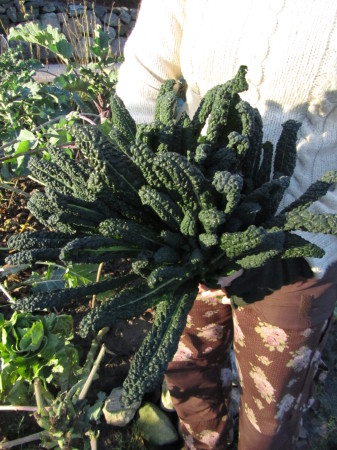 Lehtikaali ’Nero di Toscana’