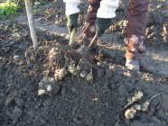 Maa-artisokan korjuuta