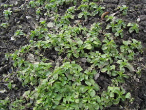 Vuonankaali keväällä