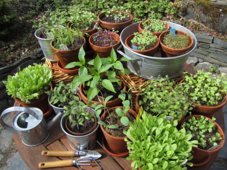 Esikasvatettuja taimia