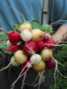 Retiisi ”Ostereiermix”