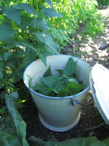 Nokkosia käytteeseen