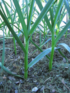 Valkosipuli ruohokatteessa