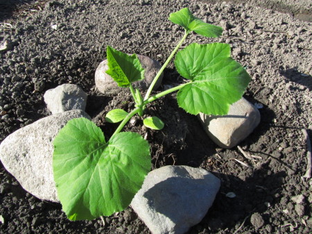 Kesäkurpitsalla on lämpöpatterit