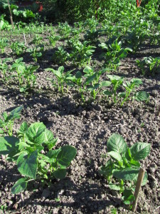 Perunamaa kesäkuussa