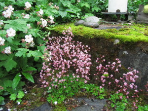 Posliinirikon herkkä kukinta