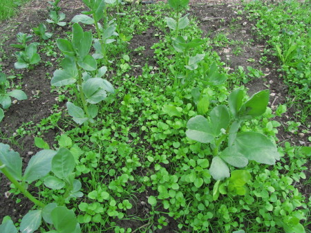 Härkäpapupenkki vesiheinän vallassa