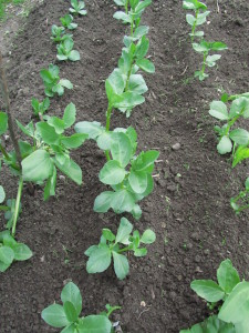 Härkäpapupenkki on kitketty