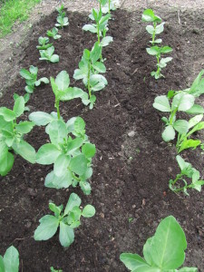 Härkäpapu on saanut kompostikatteen