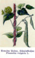 Kuukauden kasvi: tarhapapu